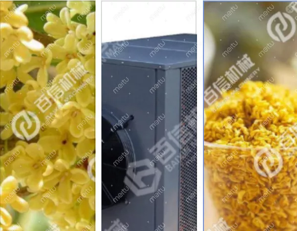 菊花烘干机