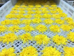  空气能菊花烘干机多少钱一台？