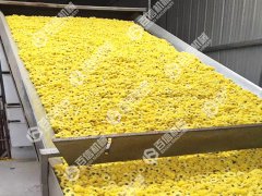  菊花烘干机多少钱一台？ 菊花烘干机价格