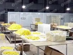 为什么越来越多人开始使用菊花烘干机