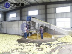 优良菊花是怎样烘干出来的