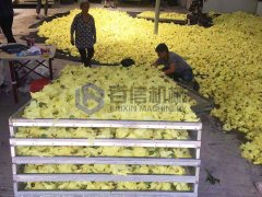 空气能菊花烘干机