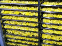 菊花烘干机有哪些规格？菊花烘干机干燥工艺？